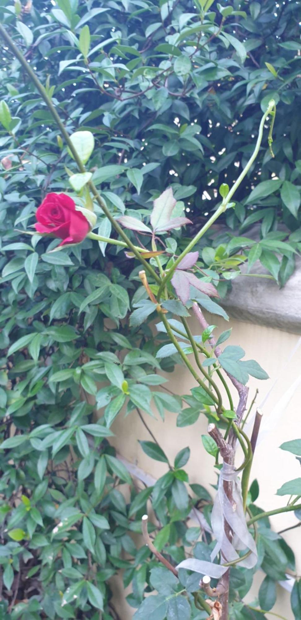 Relais Villa Montedonzelli Napoli Eksteriør billede